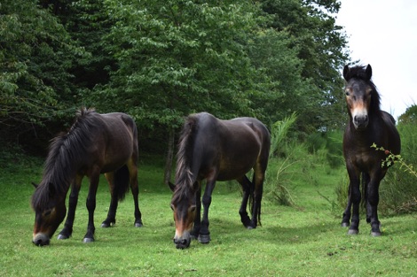 Wild horses Djursland Peninsula Denmark